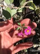 Image of annual redspot monkeyflower