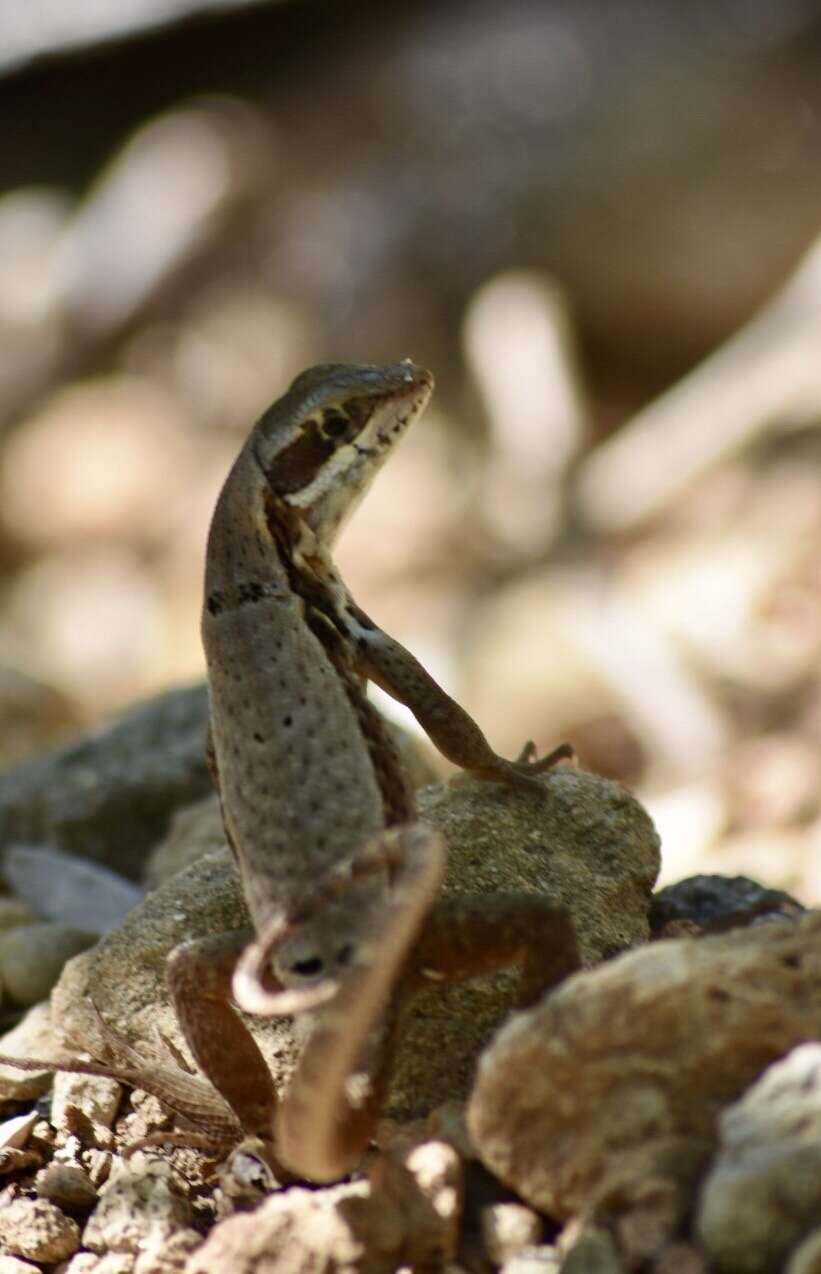 Image of Leiocephalus macropus (Cope 1863)