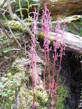 Image of Pacific coralroot