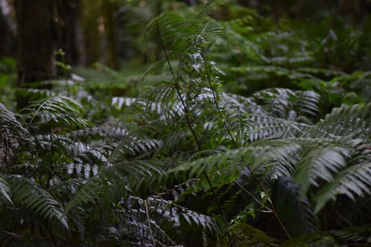 Pteris deflexa Link resmi