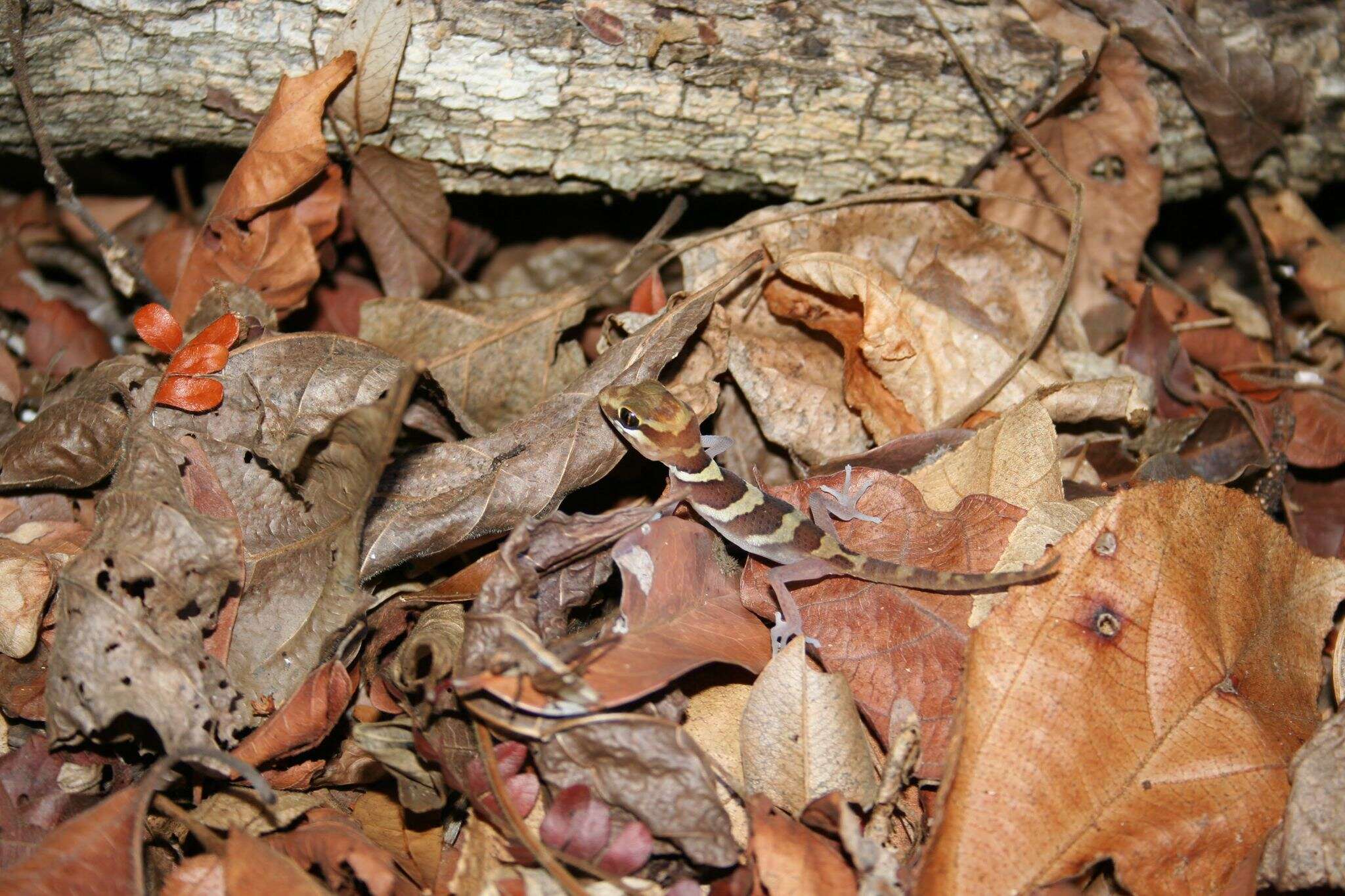 Image of Panther Gecko