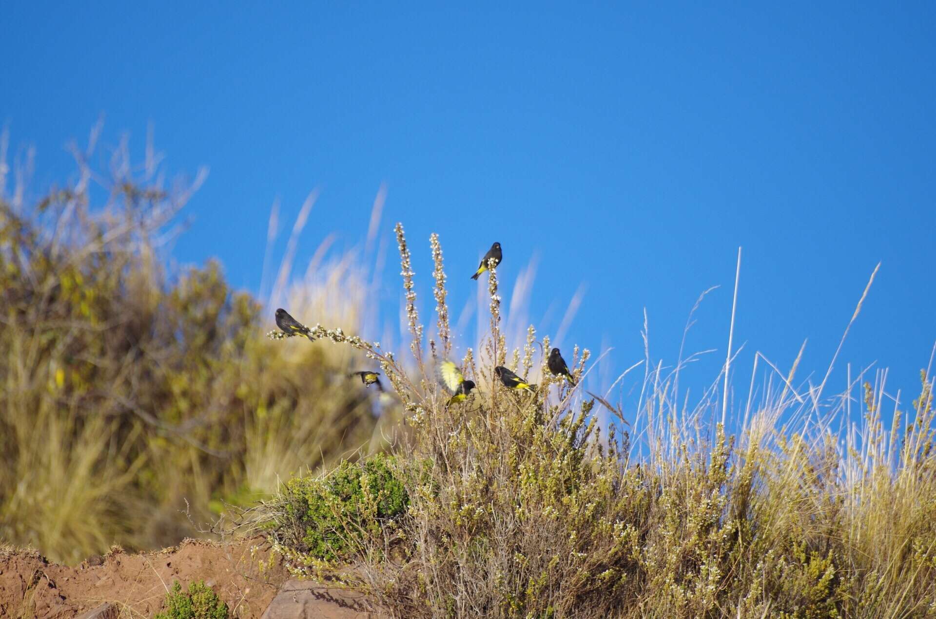 Image of Black Siskin