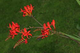 Image of Crocosmia Planch.