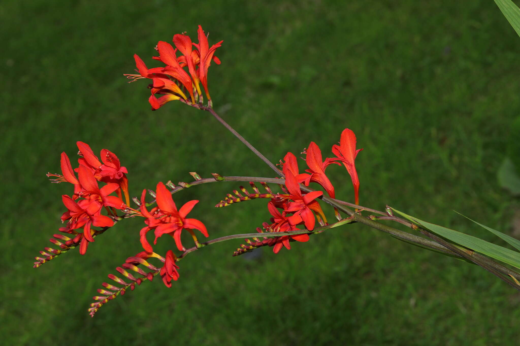 Image of Crocosmia Planch.