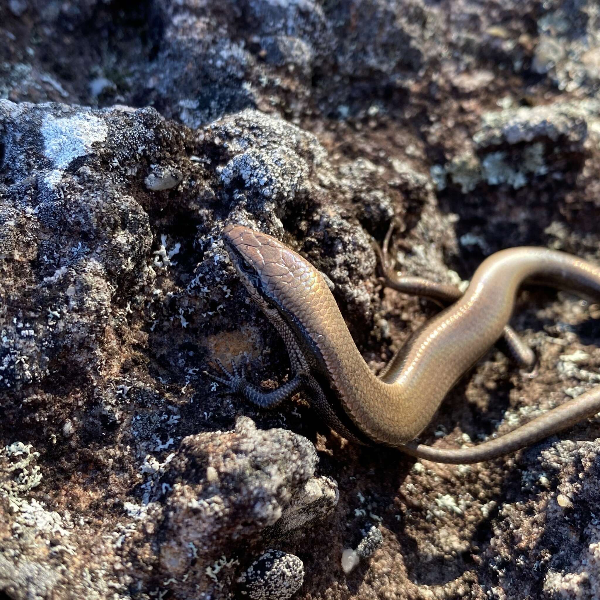 Image of Red-throated Cool-skink