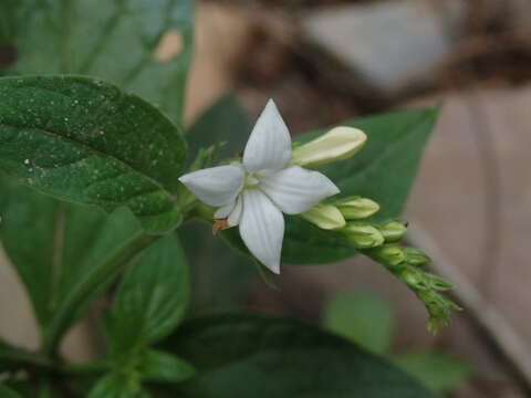 Imagem de Spigelia scabra Cham. & Schltdl.