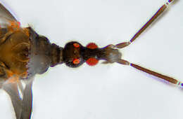 Image de Hymenocoris formicinus Uhler 1892