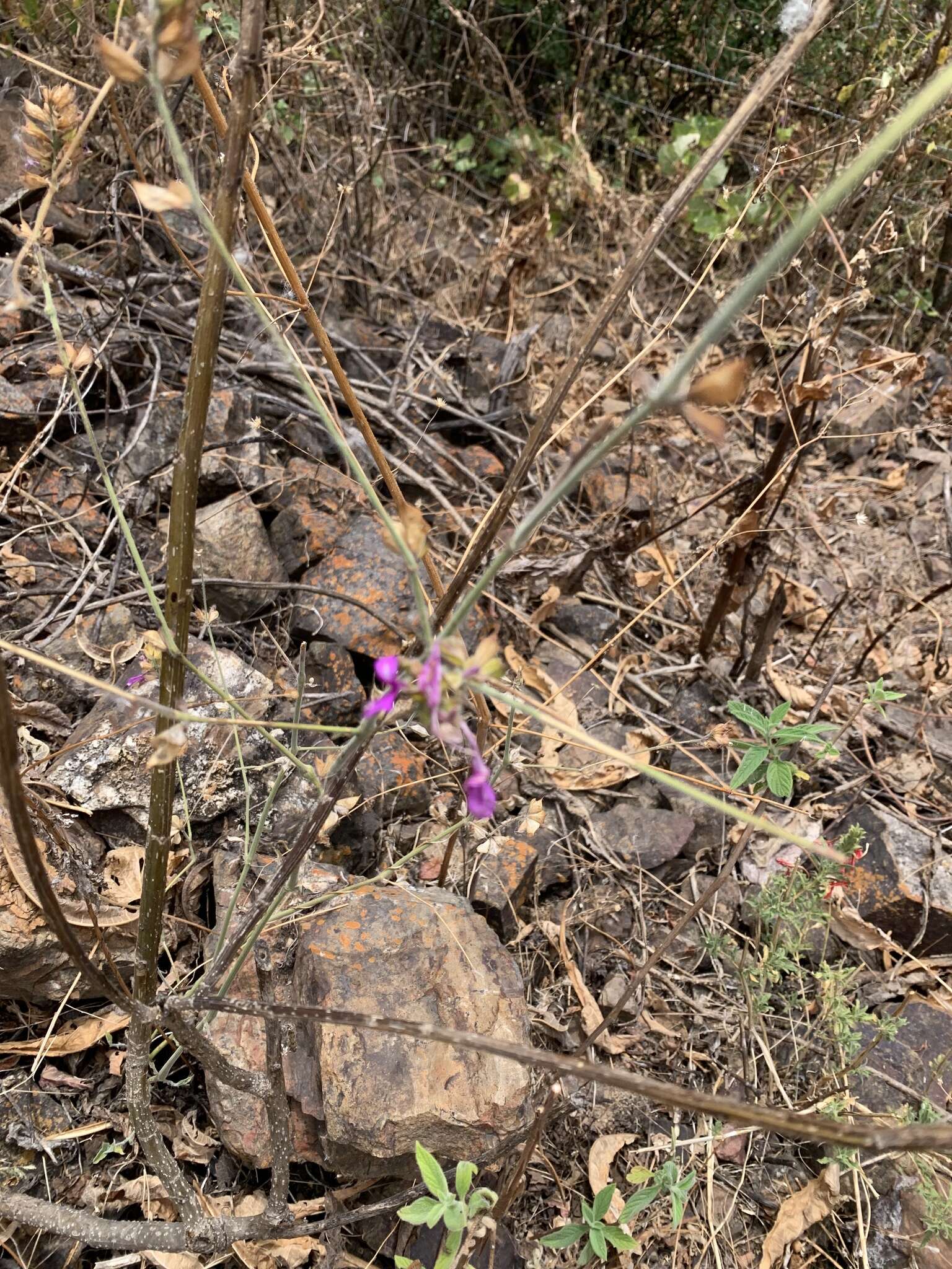 Imagem de Dicliptera peruviana (Lam.) Jussieu