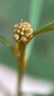 Image of Grevillea parviflora subsp. parviflora