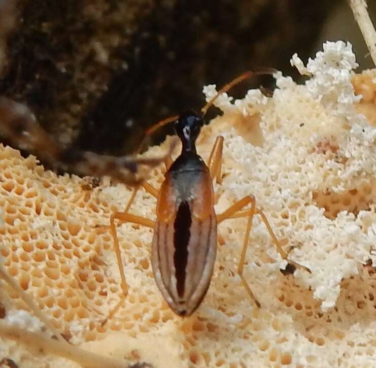 Image of Long-necked Seed Bugs