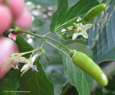 Image of Capsicum frutescens L.