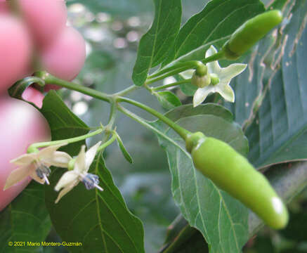 Image of Capsicum frutescens L.