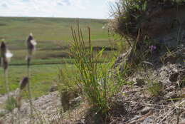 Plancia ëd Elymus lenensis (Popov) Tzvelev