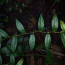 Ficus sagittata J. König ex Vahl resmi