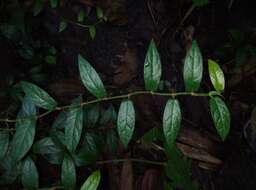 Plancia ëd Ficus sagittata J. König ex Vahl