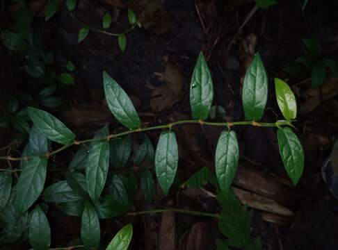 Plancia ëd Ficus sagittata J. König ex Vahl