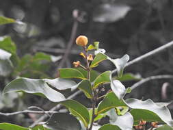 Image of Uvaria leichhardtii (F. Muell.) L. L. Zhou, Y. C. F. Su & R. M. K. Sau