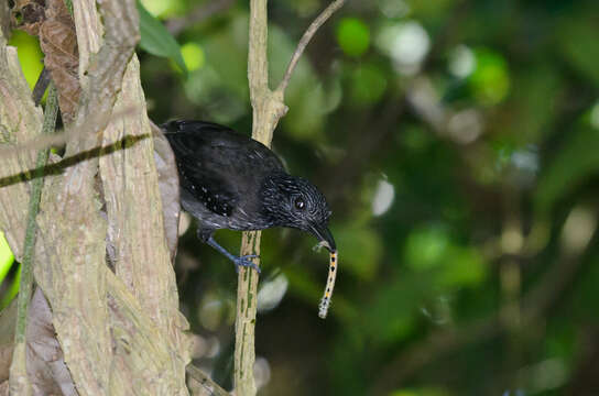 Image of Black-hooded Antshrike