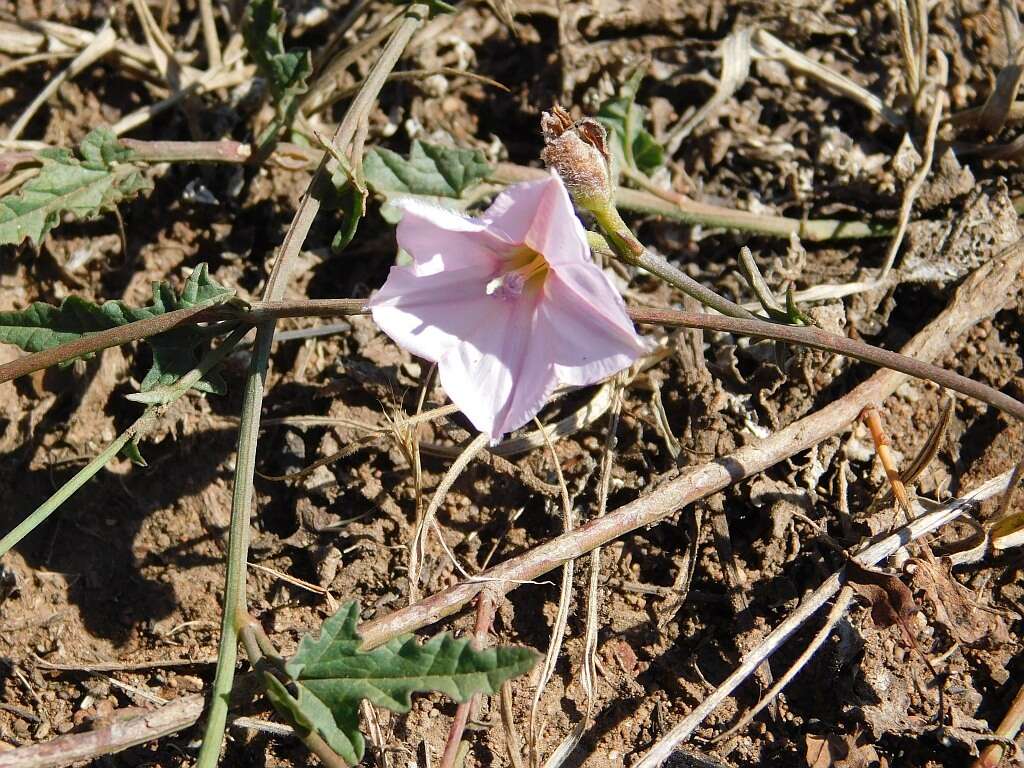 Image of Convolvulus capensis Burm. fil.