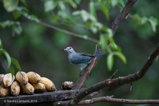 Image of Azure-shouldered Tanager