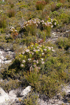 Image of Serruria ascendens (Lam.) R. Br.