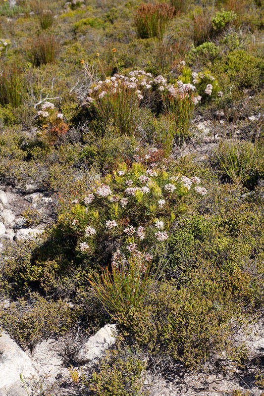 Image of Serruria ascendens (Lam.) R. Br.