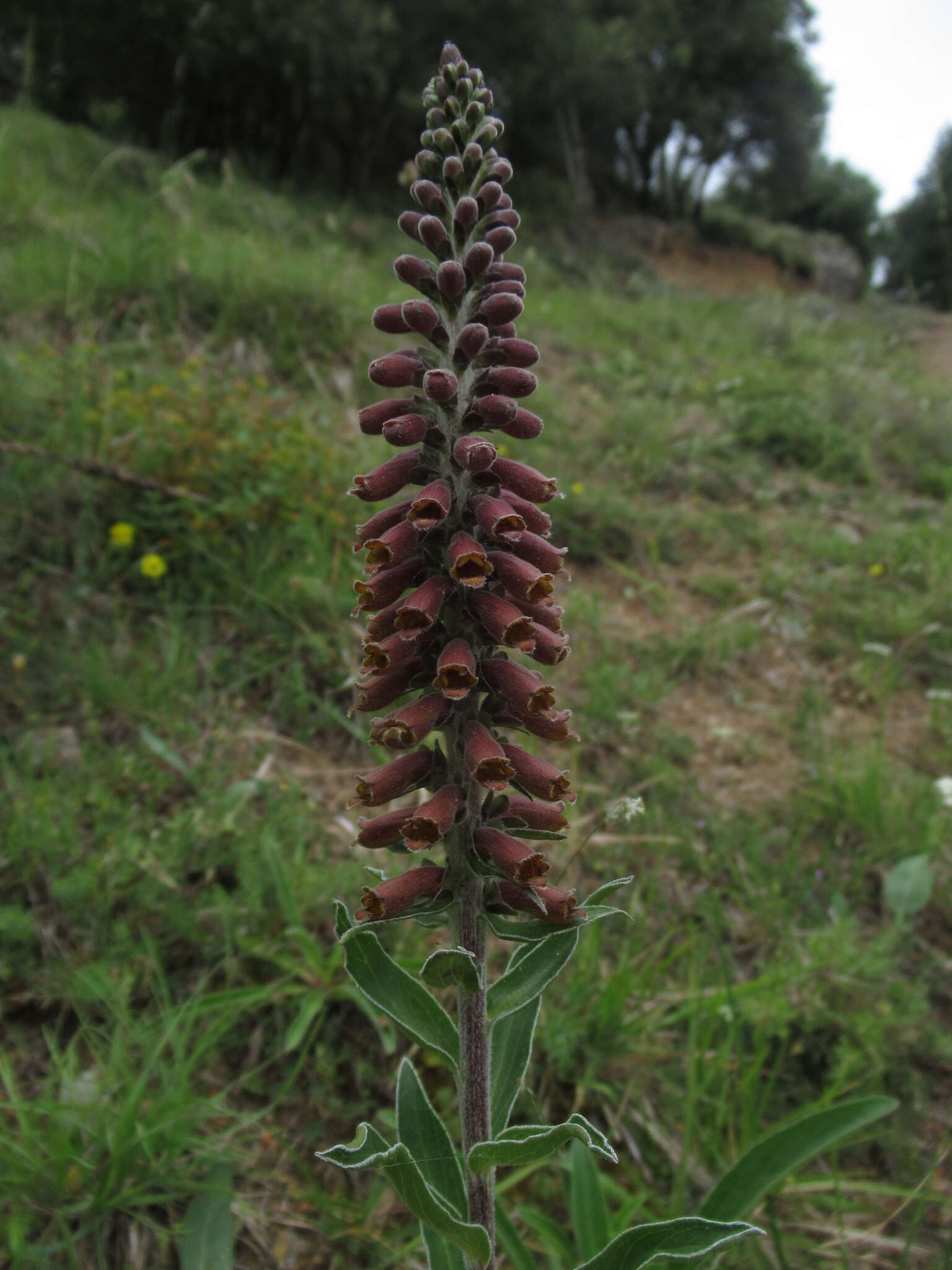 Image of Digitalis parviflora Jacq.