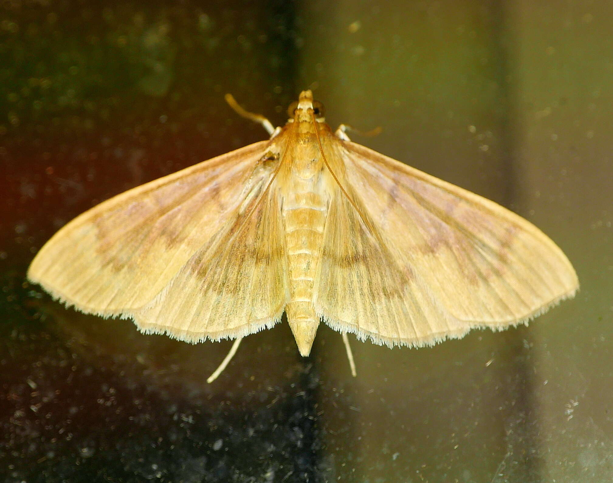 Image of <i>Patania silicalis</i>