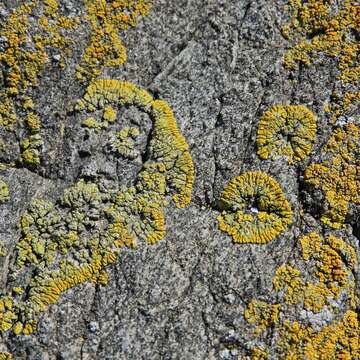 Image of orange lichen