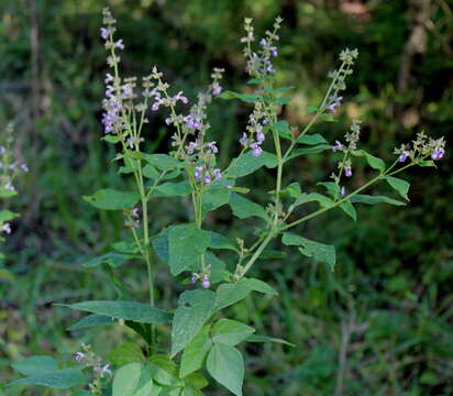 Salvia urticifolia L. resmi