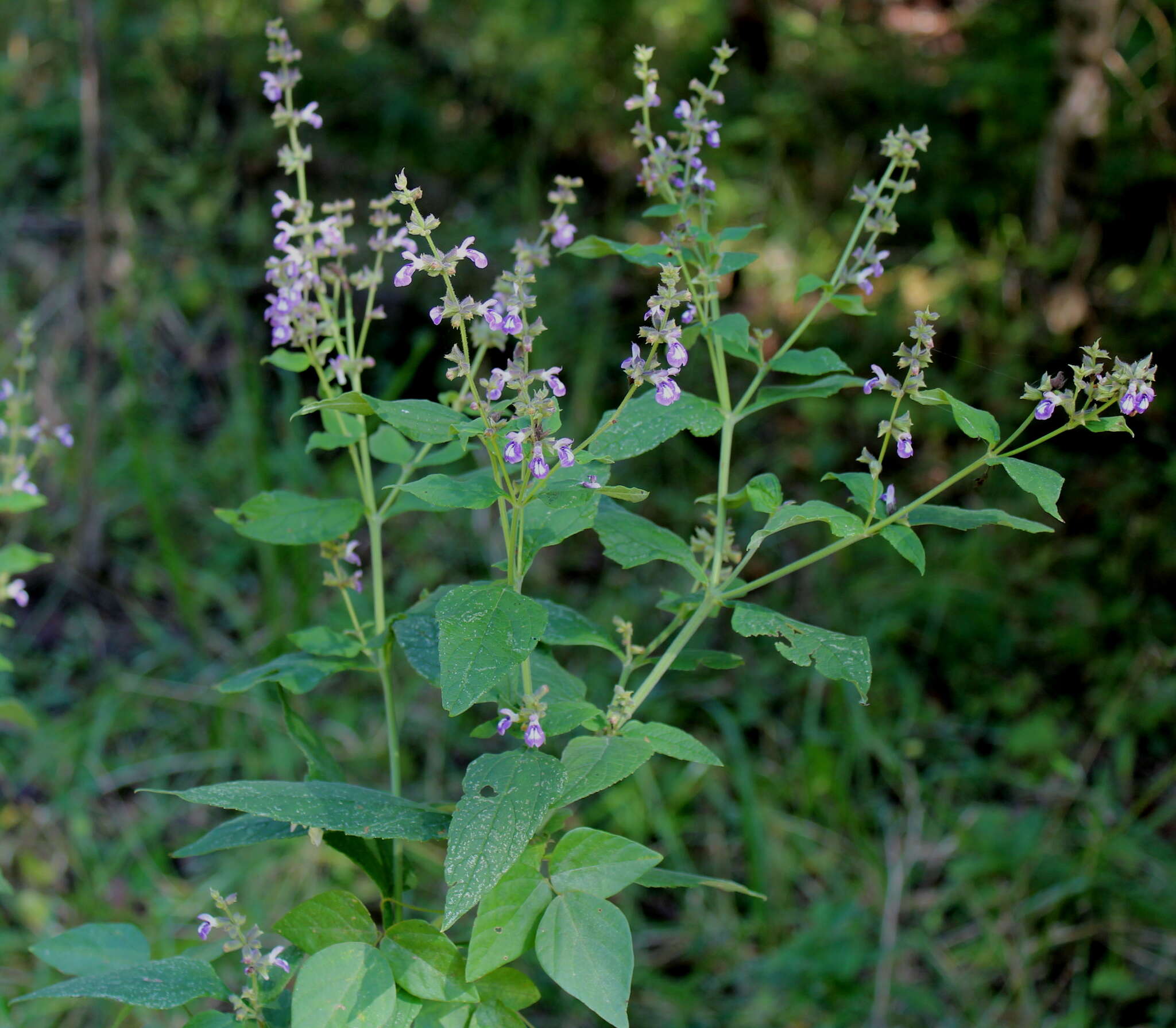 Imagem de Salvia urticifolia L.