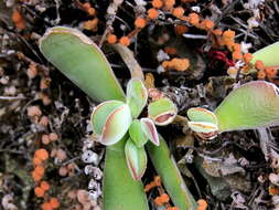 Image of Crassula cotyledonis Thunb.