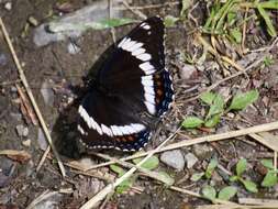 Imagem de Limenitis arthemis rubrofasciata Barnes & McDunnough 1916