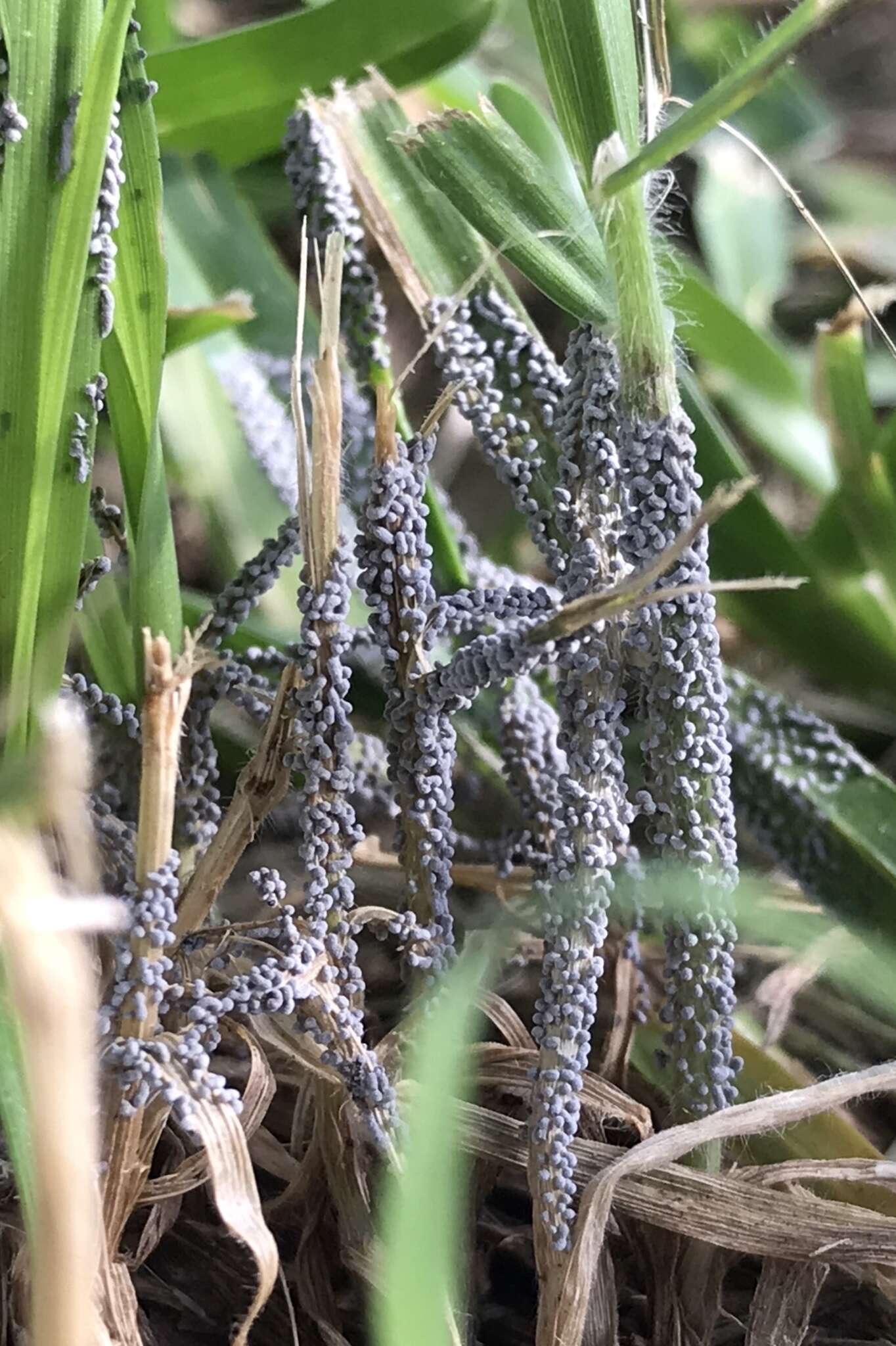 Слика од Physarum cinereum