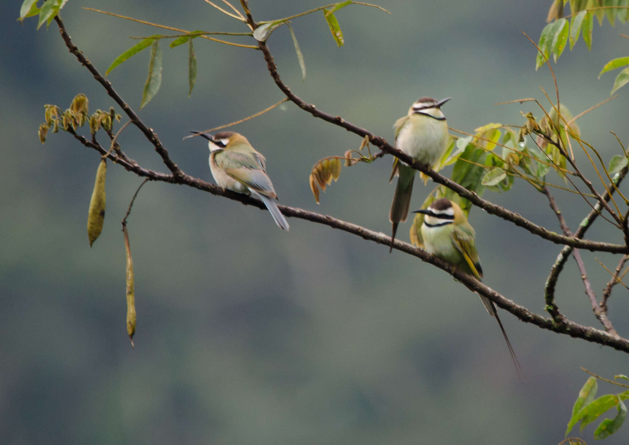 Image of White-throated Bee-eater