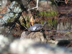 Image of Eastern River Cooter