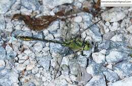 Imagem de Ophiogomphus spinicornis Selys 1878