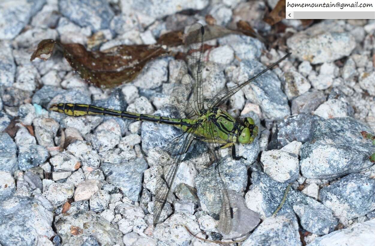 صورة Ophiogomphus spinicornis Selys 1878