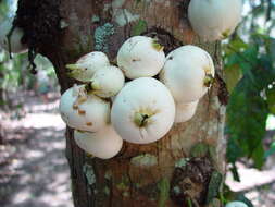 Image of Syzygium cormiflorum (F. Müll.) B. P. M. Hyland