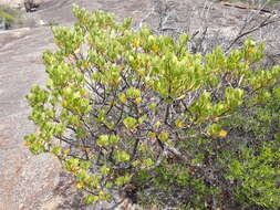 Image of Anthocercis viscosa R. Br.