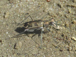 Image of Ellipsoptera macra macra (Le Conte 1856)