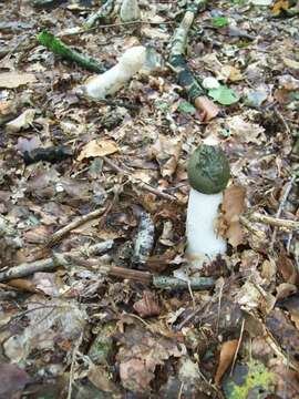 Image of Phallus impudicus var. impudicus