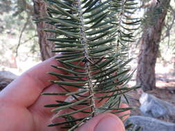 Image of Abies concolor (Gordon) Lindl. ex Hildebr.