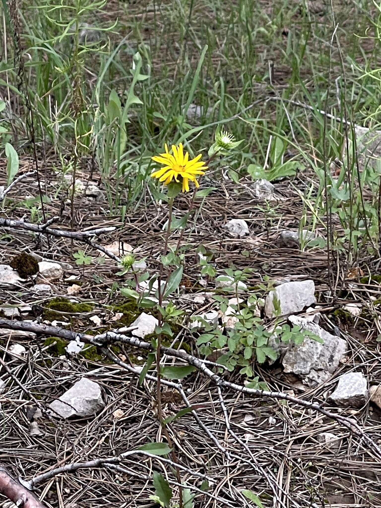 Image of rough gumweed