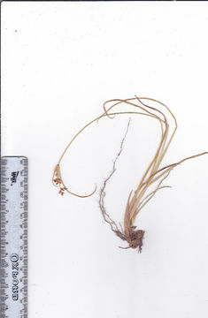 Image of Pycreus