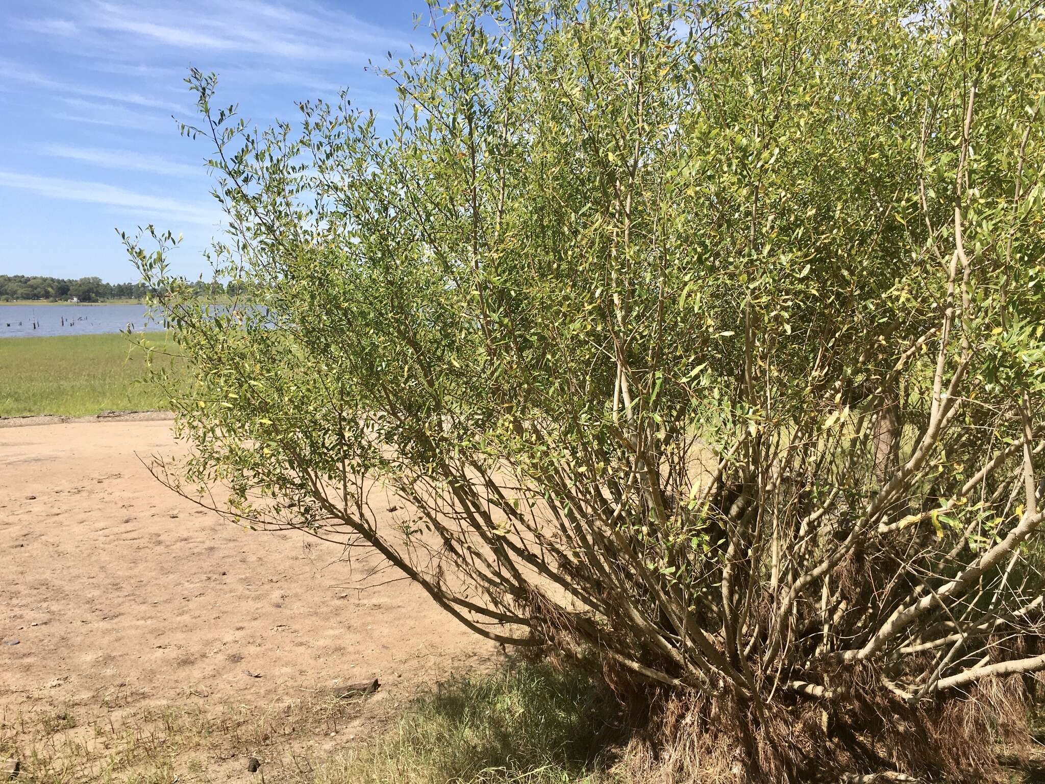 Phyllanthus sellowianus (Klotzsch) Müll. Arg.的圖片