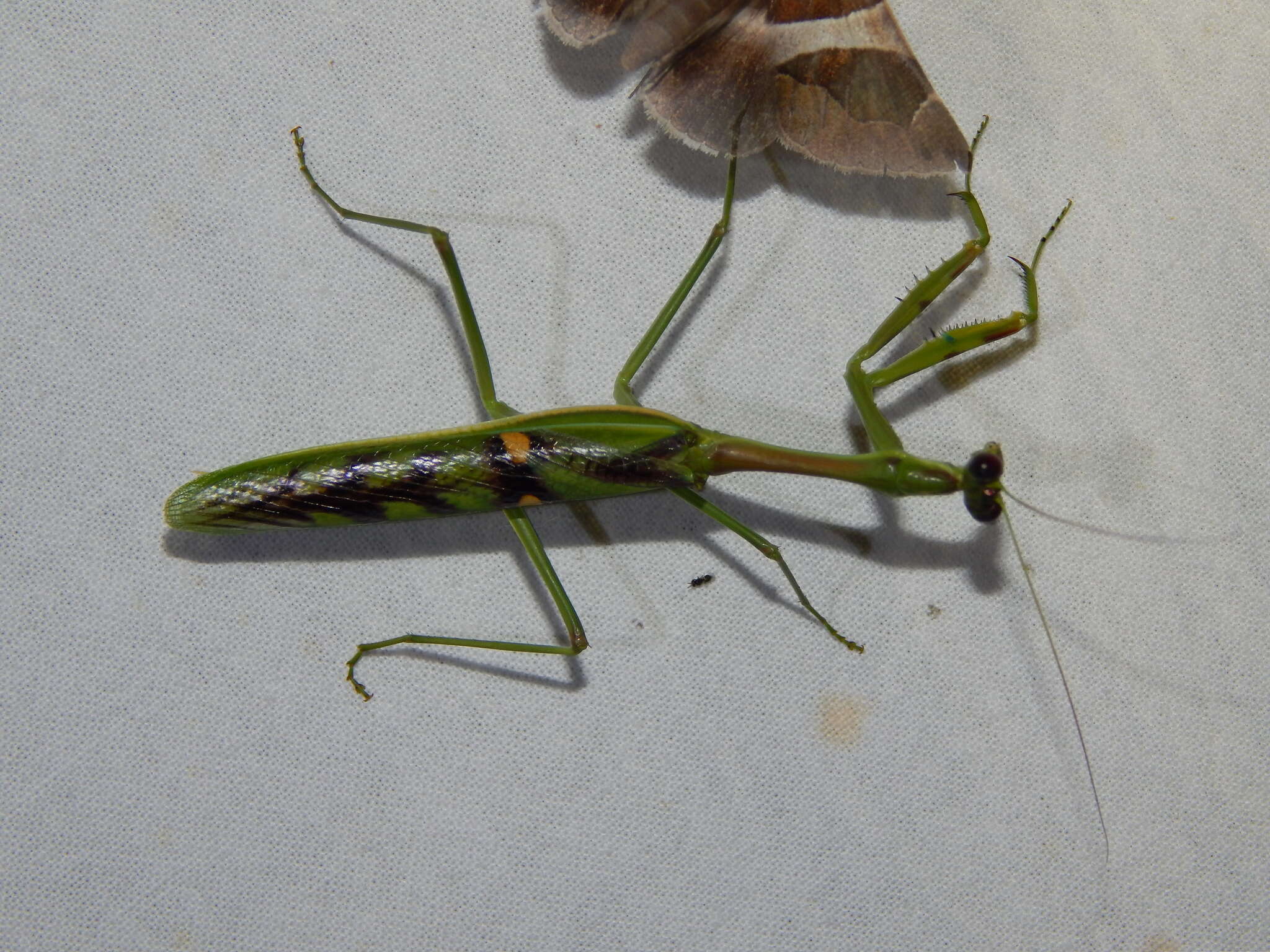 Image of African praying mantis