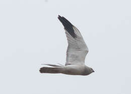 Image of Pallid Harrier