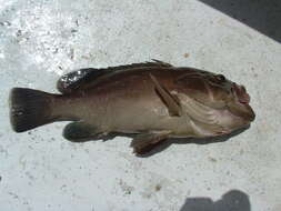 Image of Broom-tail Grouper
