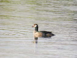 Image of Green Pygmy Goose